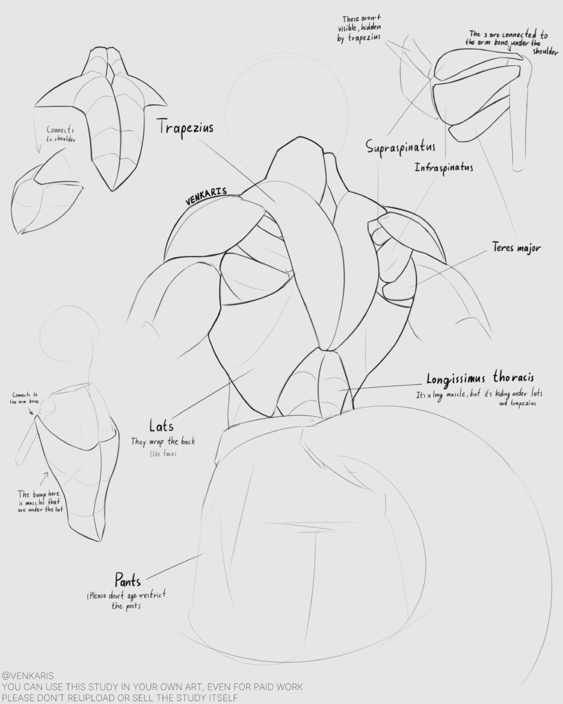 back study