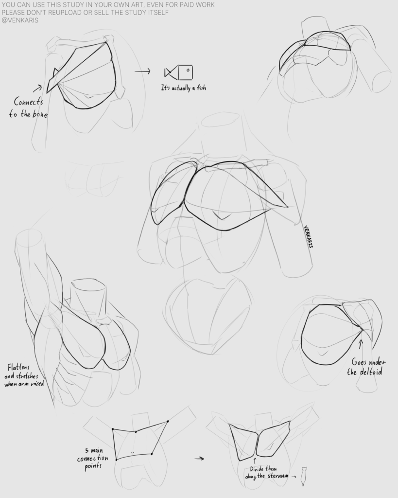 chest study