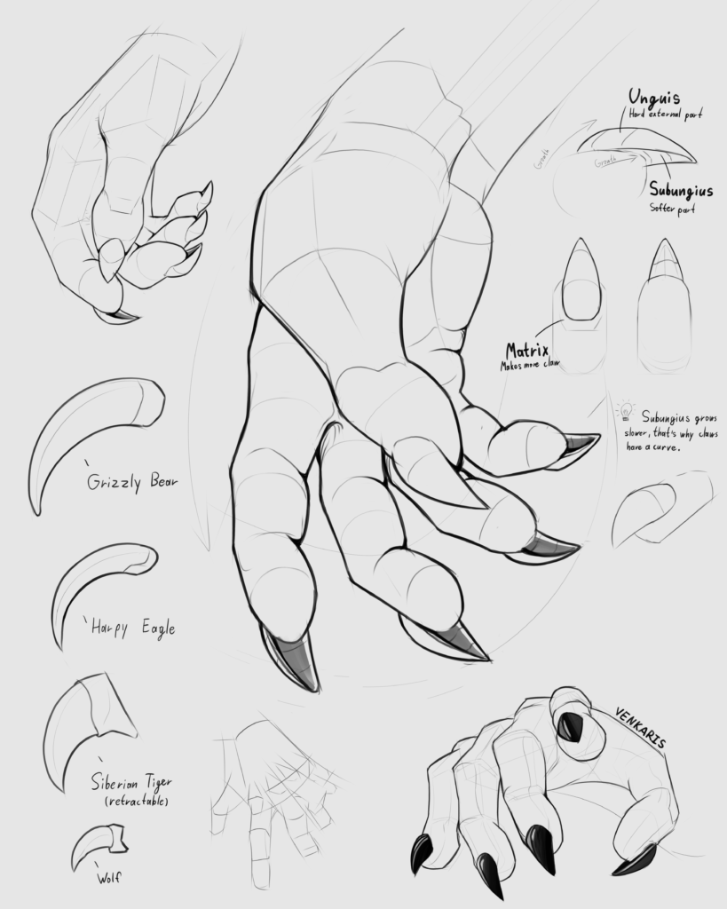 claw study