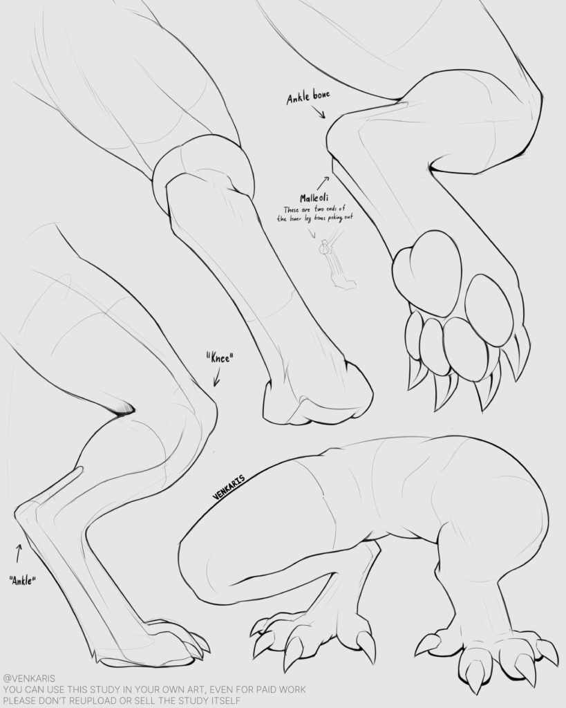 digi leg study