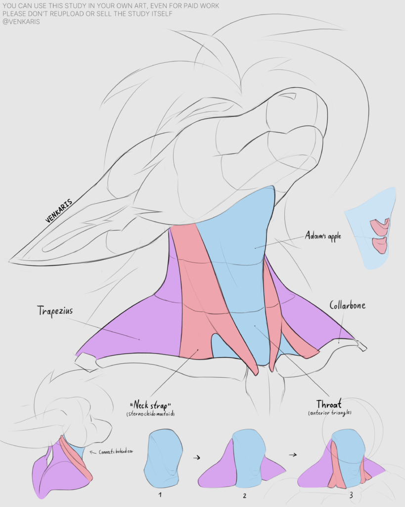 neck study