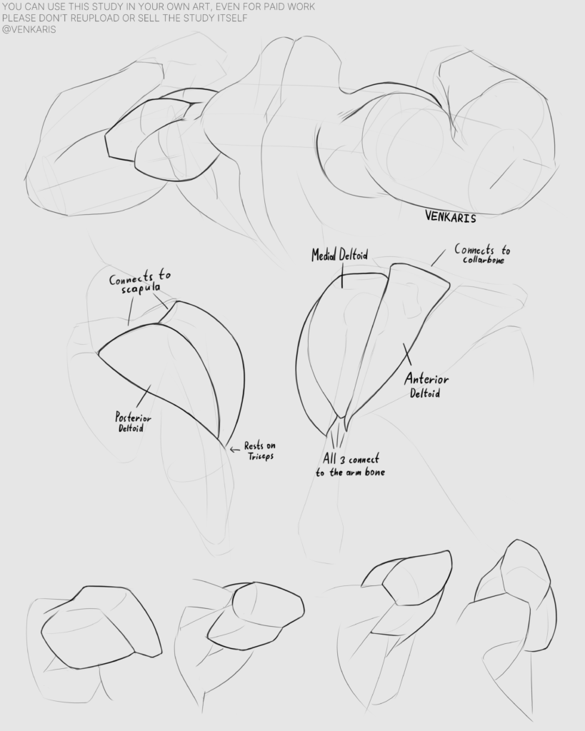 shoulder study