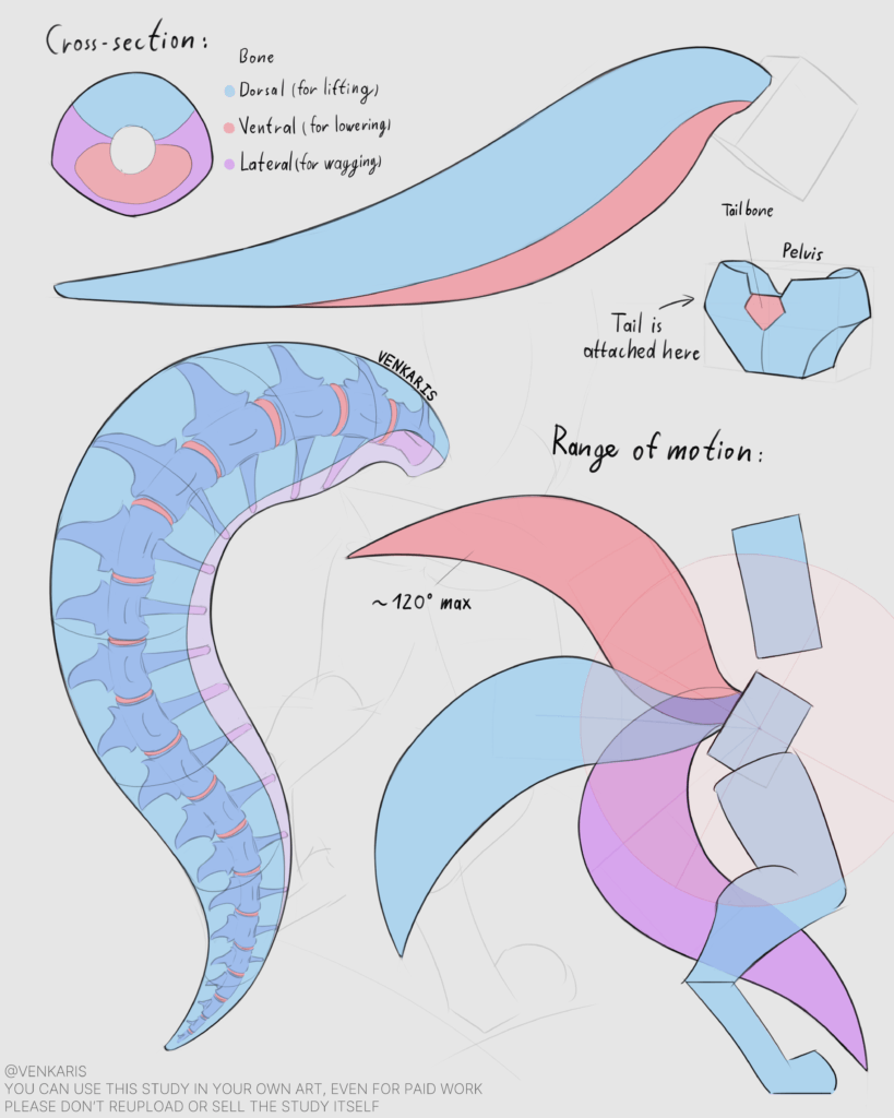 tail study