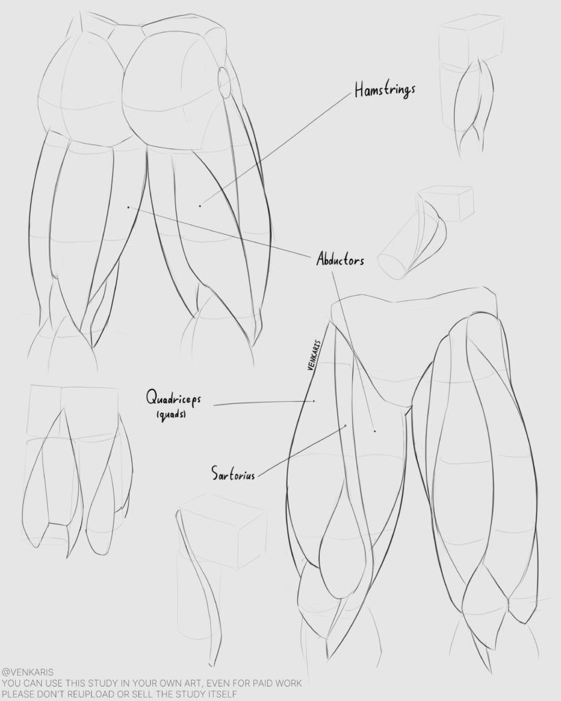 thighs study